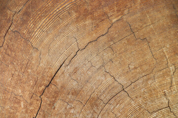 texture of old wood cut with circles