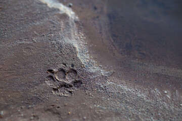selective focus on sandy riverside beach There are dog footprints on the sandy beach. There is space for text.