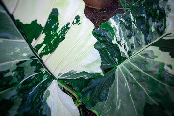 The surface of Alocasia macrorrhizos, a beautiful, rare, high-priced decorative plant. Green plants...
