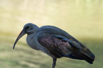 Hadeda ibis