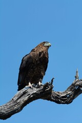Brown snake eagle