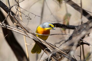 Orange breasted bush shrike