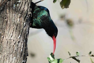 Green wood-hoopoe