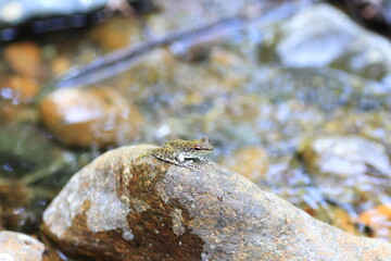 Palawan rock frog (Staurois nubilus) endemic to Palawan, Philippines