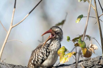 Obraz premium Red billed hornbill
