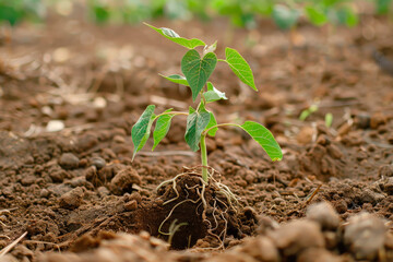Young seedling of vegetable grows in fertile soil.