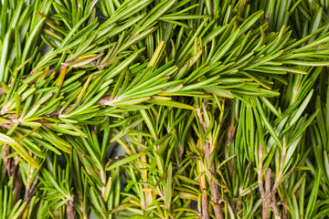 Fresh rosemary herb isolated on a white background.