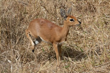 Steenbok