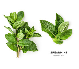 Spearmint mint bunch green leaves isolated on white background.