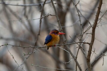 Pygmy kingfisher