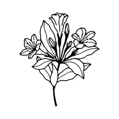 Weigella flowers. Vector stock illustration eps10. Isolate on a white background, outline. Hand drawing. Adobe Illustrator Artwork
