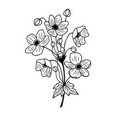 Anemone flowers. Vector stock illustration eps10. Isolate on a white background, outline. Hand drawing. Adobe Illustrator Artwork