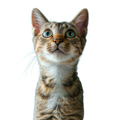 Fototapeta premium A cat isolated on transparent background, Ai Generative