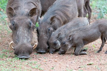 Warthog family