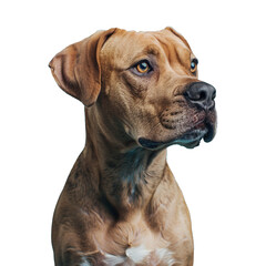 Fototapeta premium A dog isolated on transparent background, Ai Generative