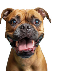 Obraz premium A dog isolated on transparent background, Ai Generative