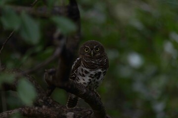African Barred Owlet