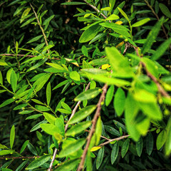 green leaves in the garden