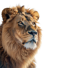 Fototapeta premium A lion isolated on transparent background, Ai Generative