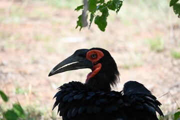 Ground hornbill © Brent