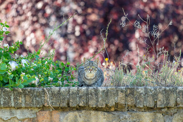 Chat assis sur un mur