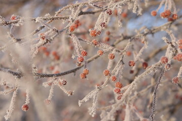 red berries in snow
