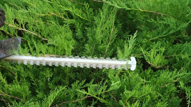 Cutting juniper with electric brush cutter. Juniper Trimming and Garden Landscape Design. Concept of garden design, landscape design, gardening, landscaping