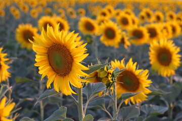 Fototapeta premium field of sunflowers