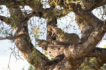 Leopard yawning in tree