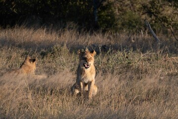 Naklejka premium Lion