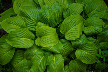 bright green perennial plant bush hosta with raindrops, widely used in gardening and landscaping