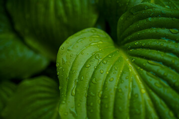 Obraz premium bright green perennial plant bush hosta with raindrops, widely used in gardening and landscaping