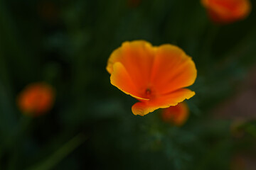 Fototapeta premium Bright orange flower bloom amidst lush green foliage in a vibrant garden setting during springtime
