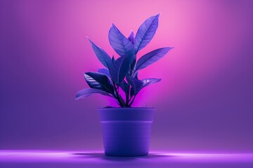 Laurel Leaves Plant in a Pot, Purple Lighting