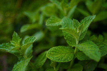 Fresh green mint leaves thriving in a garden setting under natural sunlight during daytime hours