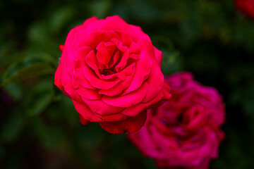 Vibrant pink rose in full bloom against a lush green backdrop during sunny afternoon