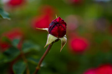 Rosette blooming in a garden, capturing the essence of spring with vibrant colors and lush greenery surrounding it