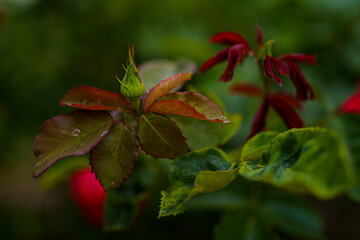 Vibrant summer garden showcasing lush foliage and delicate rose blooms in natural sunlight