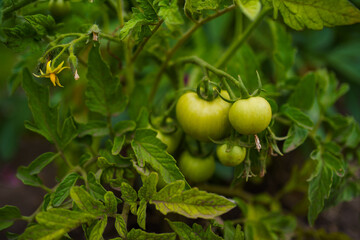 Green tomatoes growing on a robust plant in a sunny garden during mid-summer