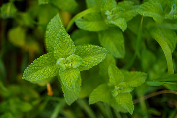 Fresh mint leaves growing in a garden under natural sunlight during the afternoon