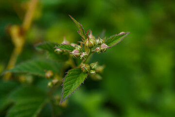 Berry plant with developing buds in a vibrant green environment during springtime growth