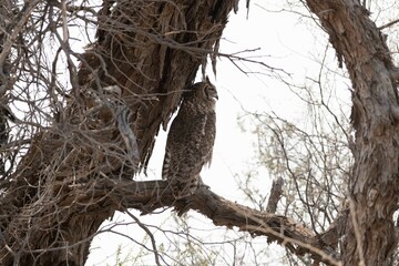 Spotted eagle owl