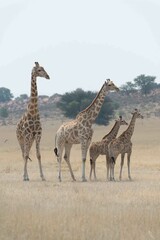 Southern giraffe