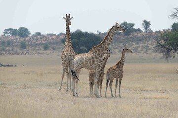 Southern giraffe