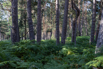 pine and fern forest at summer
