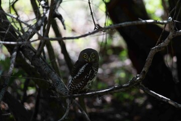 African Barred Owlet