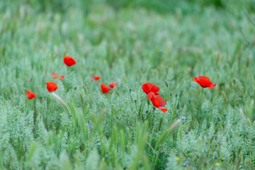 Coquelicots dans un champ de blé