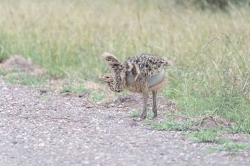 Ostrich chick