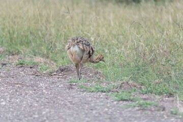 Ostrich chick