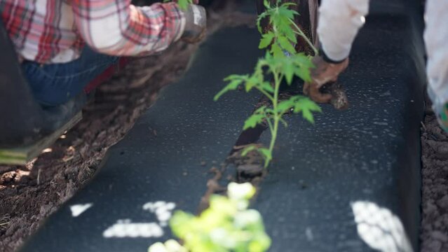 Closeup of farmers hands planting tomato plants into plastic mulch as they sit on back of tractor moving through field.